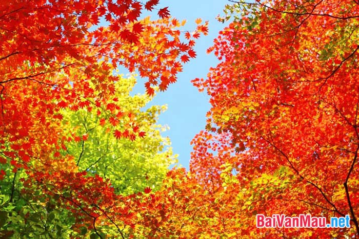 Mùa thu là mùa của sự thanh bình với những cơn gió mát và những chiếc lá vàng rơi