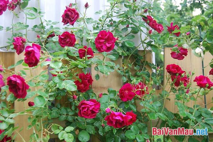 Cây hoa hồng trong vườn nhà tôi