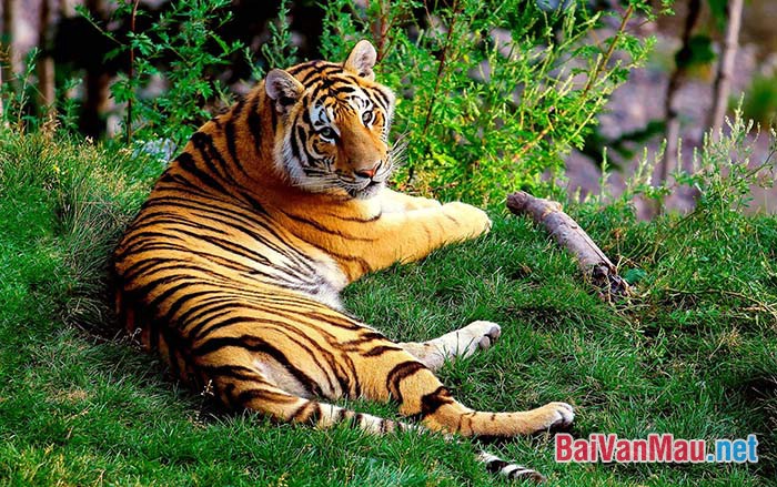 Con hổ trong sở thú