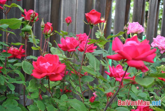 Tả cây hoa hồng mọc trong vườn nhà em