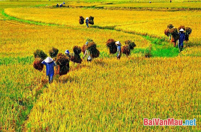 Tả cảnh cánh đồng lúa vào mùa gặt