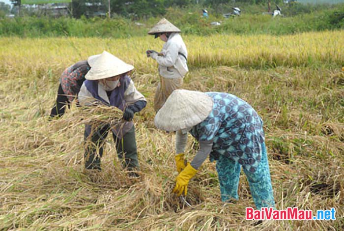 Nghị luận: Hãy bình luận về câu sau: Trong sâu thẳm tâm hồn mỗi người Việt Nam đều có một người nông dân
