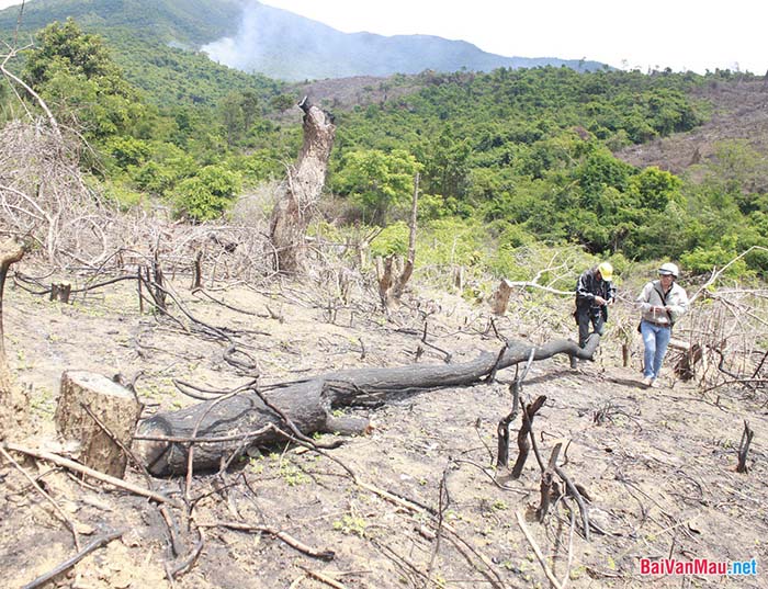 Nghị luận về tình trạng khai thác rừng đầu nguồn hiện nay