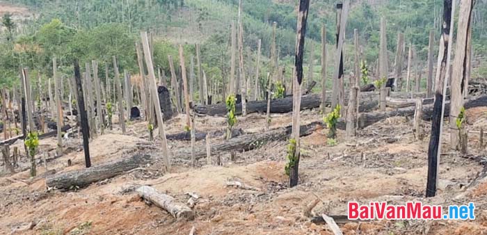 Những cánh rừng bị chặt phá