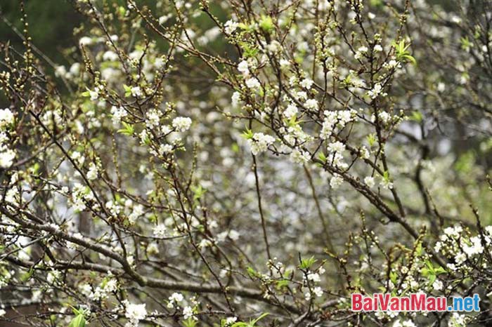 sắc trắng hoa mơ nơi xuân rừng Việt Bắc