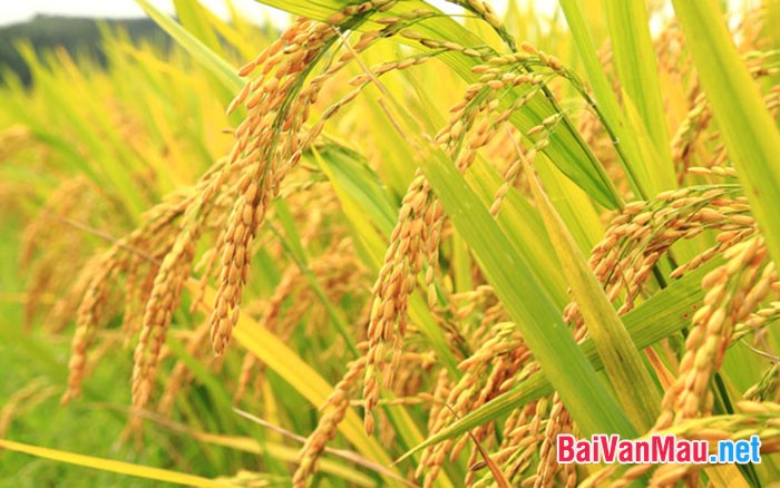 Thuyết minh về cây lúa Việt Nam