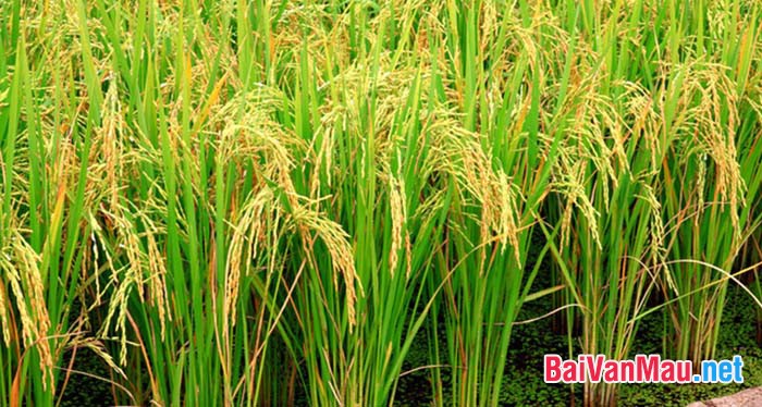 Thuyết minh về cây lúa nước Việt Nam