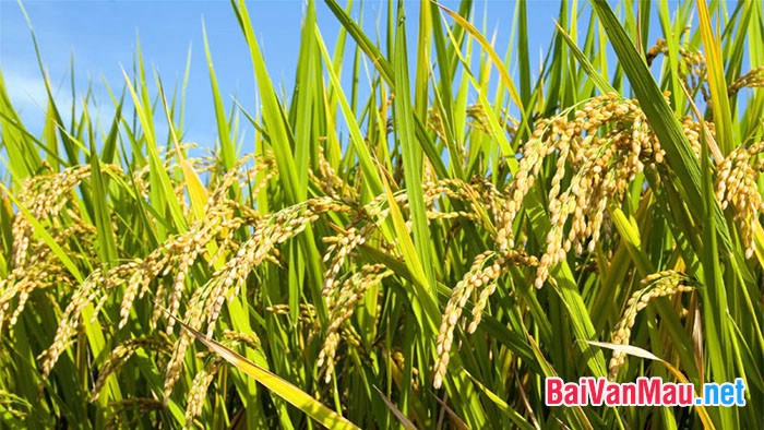 hình ảnh cây lúa trên đồng ruộng Việt Nam