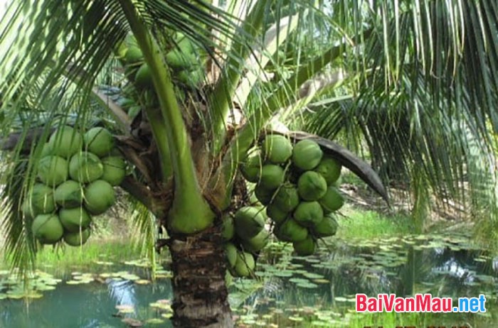 Thuyết minh cây dừa có sử dụng yếu tố miêu tả, biểu cảm và biện pháp nghệ thuật