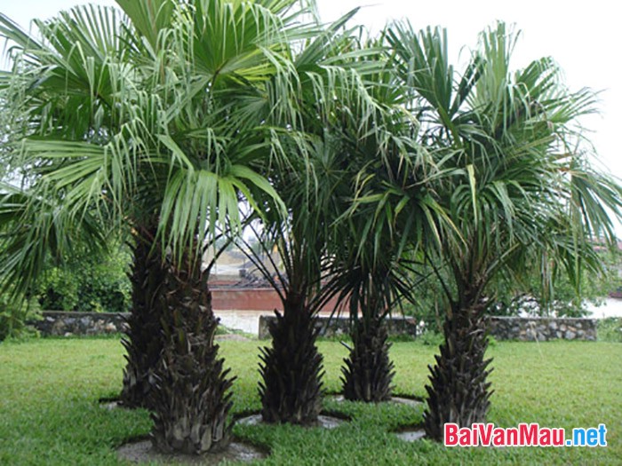 tóc dài bay trong gió