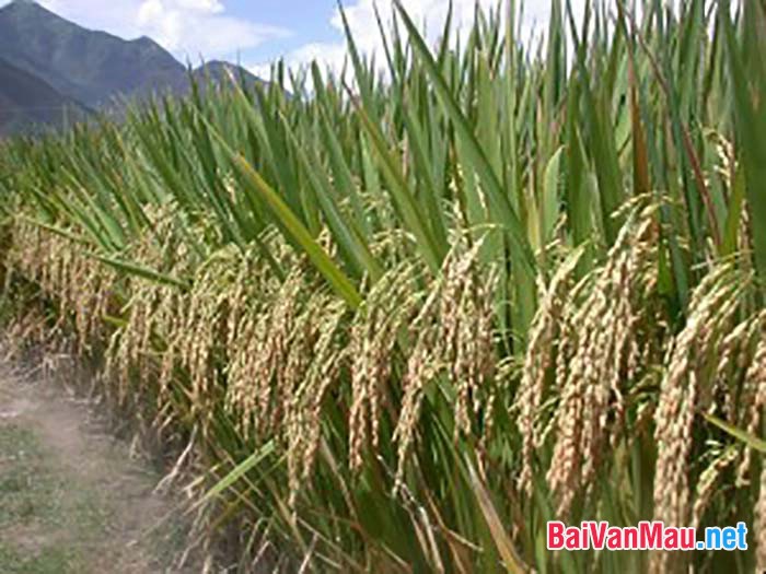 Cây lúa chúng tôi còn là biểu tượng của đồng quê Việt Nam