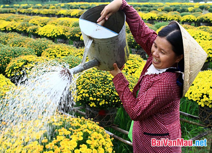 Viết đoạn văn nghị luận xã hội về vẻ đẹp của người phụ nữ Việt Nam trong xã hội hiện đại ngày nay