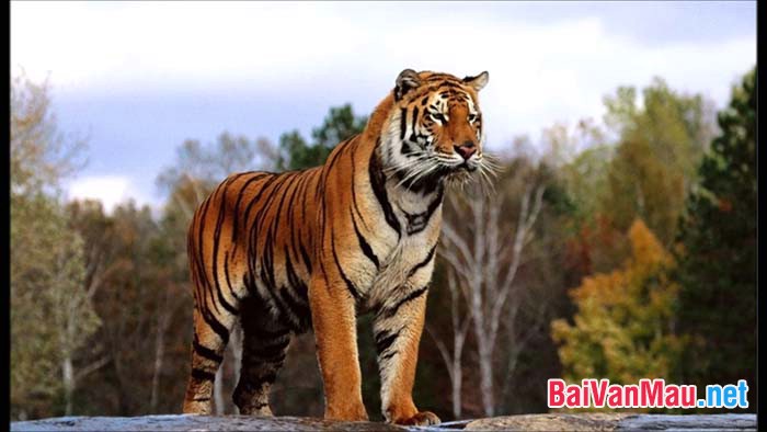 Dựa vào văn bản Nhớ rừng của Thế Lữ, bạn hãy kể lại câu chuyện về con hổ ở vườn bách thú
